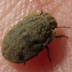 Odontoscelis hispidula
